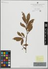 Foto von Salix hegetschweileri Heer x Salix pubescens Schleich.